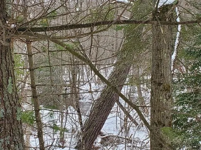 Silver Creek Road Mills Township, MI 48756