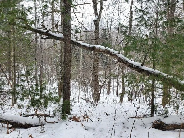 Silver Creek Road Mills Township, MI 48756