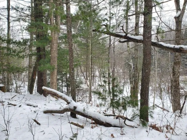 Silver Creek Road Mills Township, MI 48756