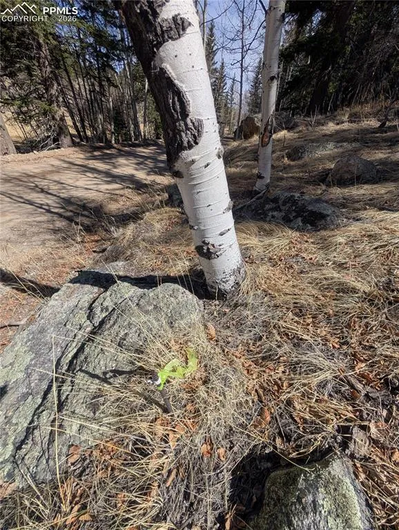 386 Brook Drive Lake George, CO 80827