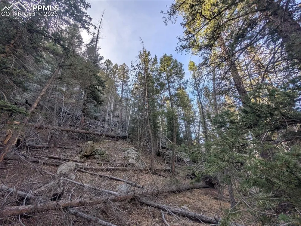 386 Brook Drive Lake George, CO 80827