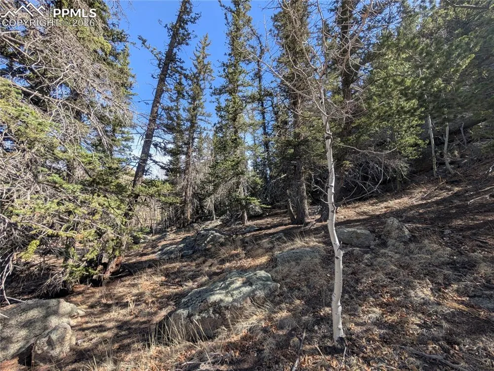 386 Brook Drive Lake George, CO 80827