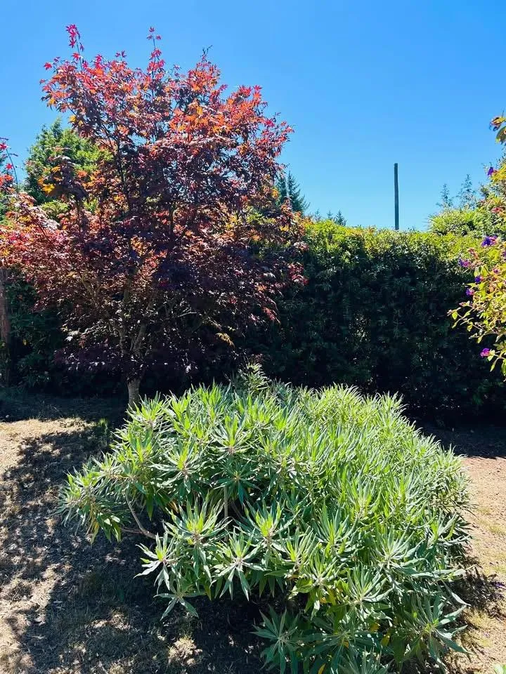 520 Redwood Road Whitethorn, CA 95589