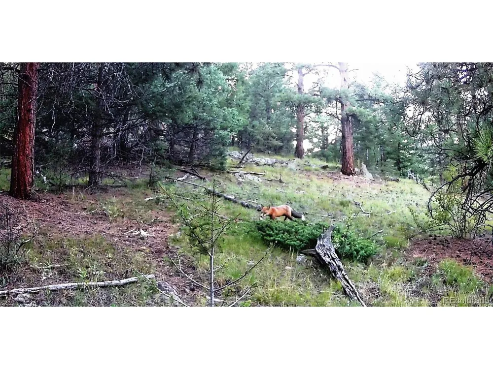 14794 Wetterhorn Peak Trail Pine, CO 80470