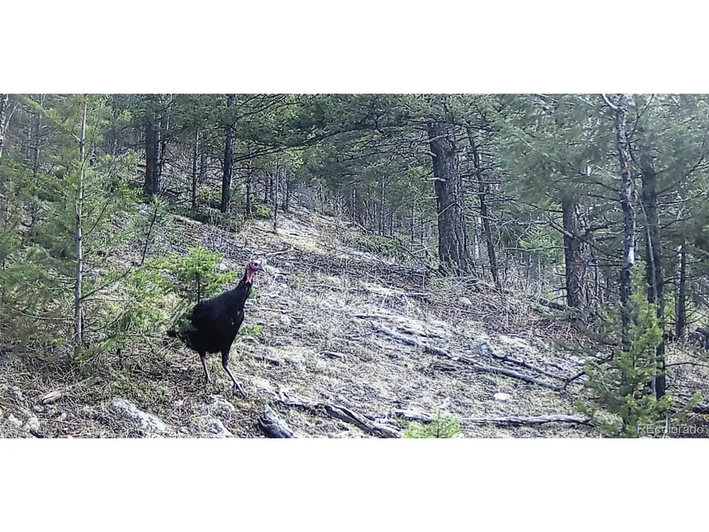 14794 Wetterhorn Peak Trail Pine, CO 80470