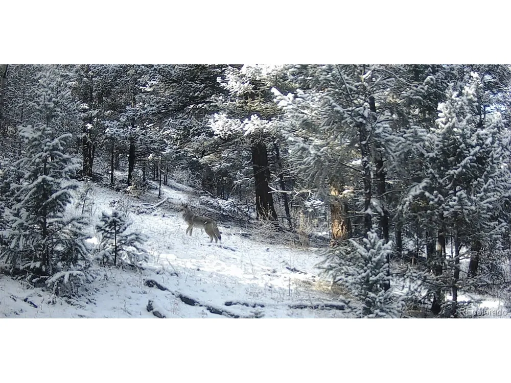14794 Wetterhorn Peak Trail Pine, CO 80470