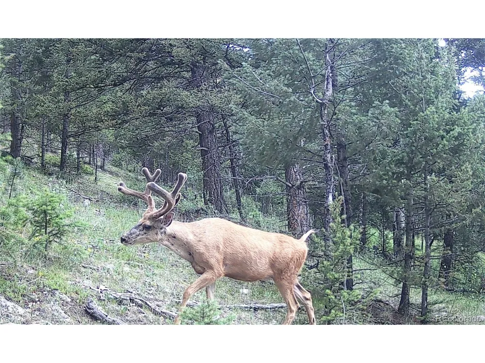 14794 Wetterhorn Peak Trail Pine, CO 80470