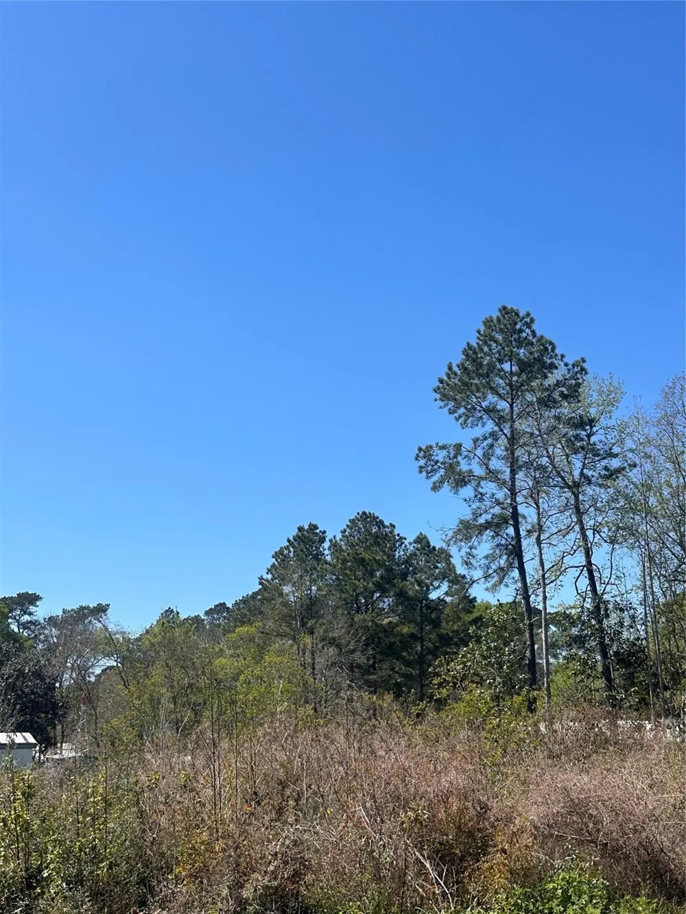 Dottie Lane Shepherd, TX 77371
