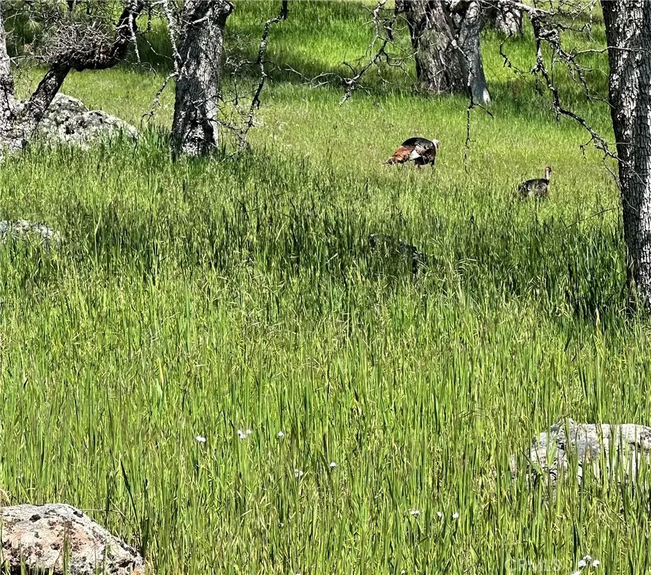 18461 Old Wards Ferry Road Sonora, CA 95370