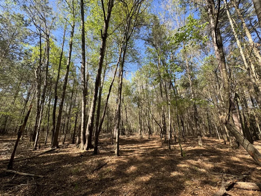 County Road 3930 Colmesneil, TX 75938