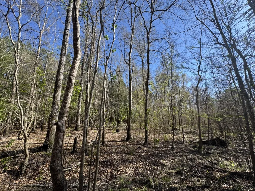 County Road 3930 Colmesneil, TX 75938