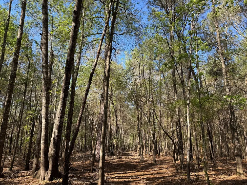 County Road 3930 Colmesneil, TX 75938