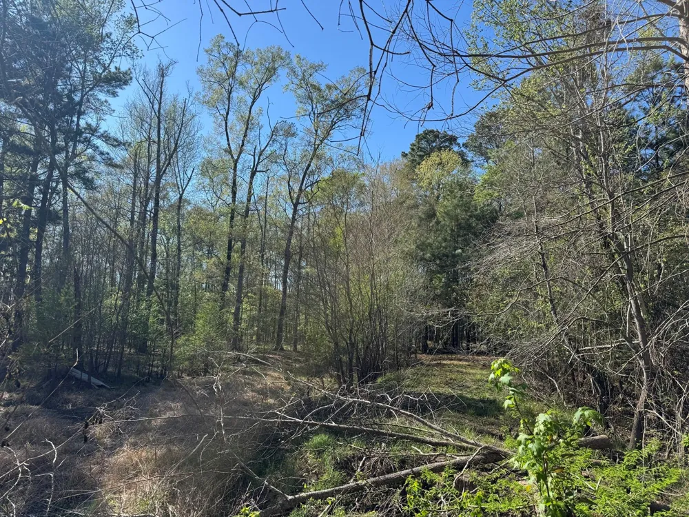 County Road 3930 Colmesneil, TX 75938