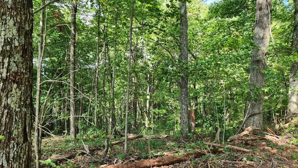 Lot 32 Calvender Road Turtletown, TN 37317