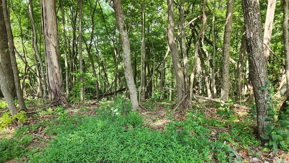 Lot 32 Calvender Road Turtletown, TN 37317