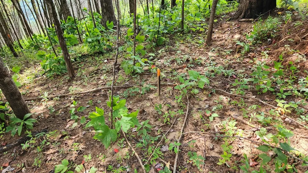 Lot 32 Calvender Road Turtletown, TN 37317