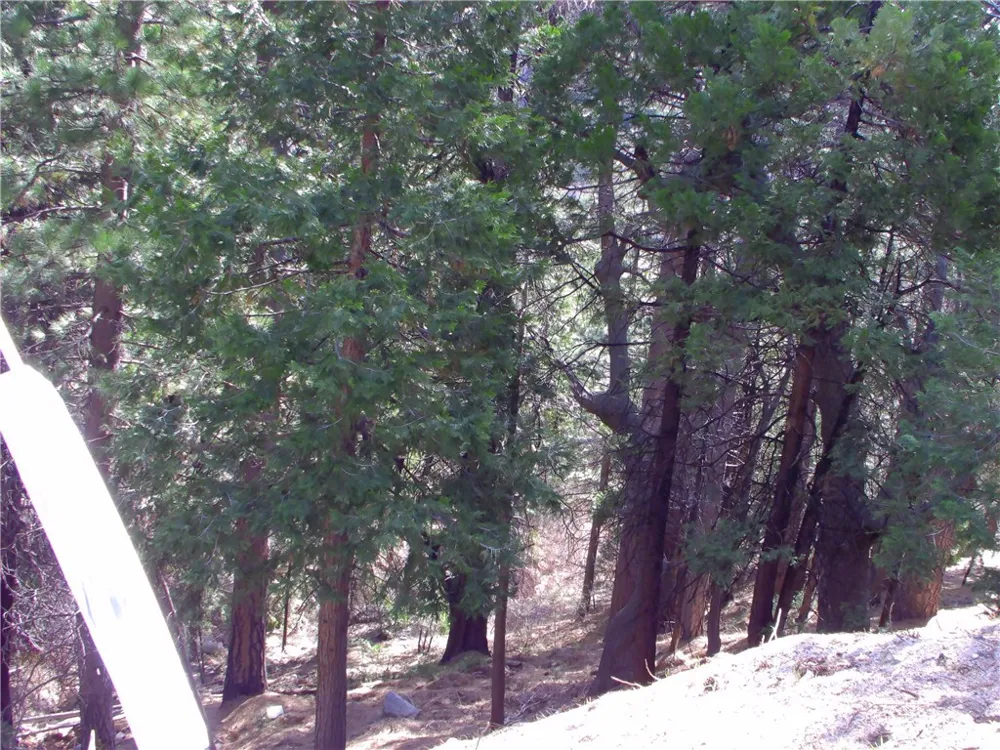 2379 Spring Oak Running Springs, CA 92382