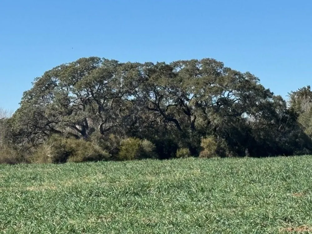 Wolters And Kainer Road Schulenburg, TX 78956