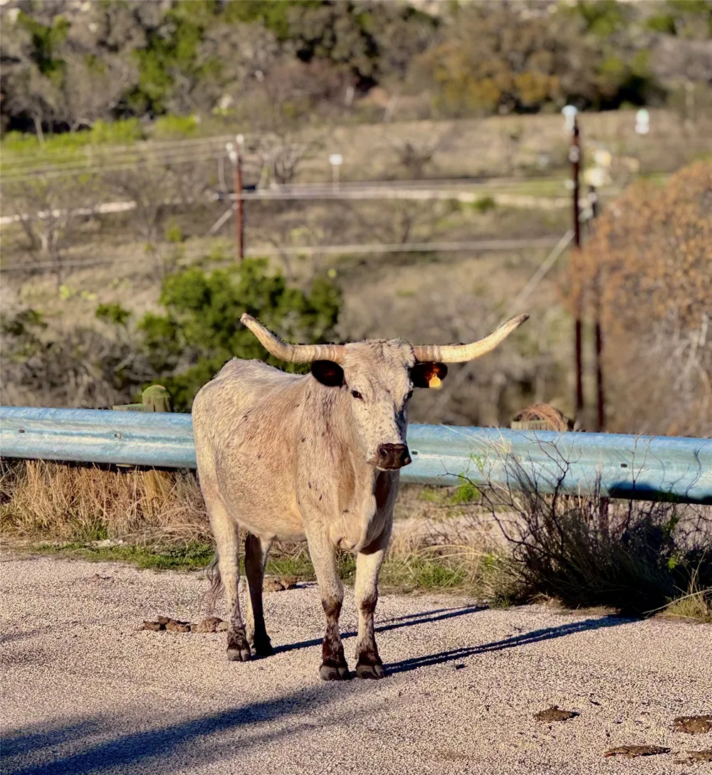Seven Springs Drive Junction, TX 76849