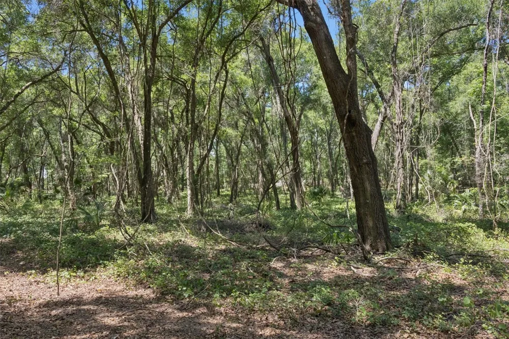 0000 BERTSVILLE ROAD & GRIFFIN VIEW DRIVE Lady Lake, FL 32159