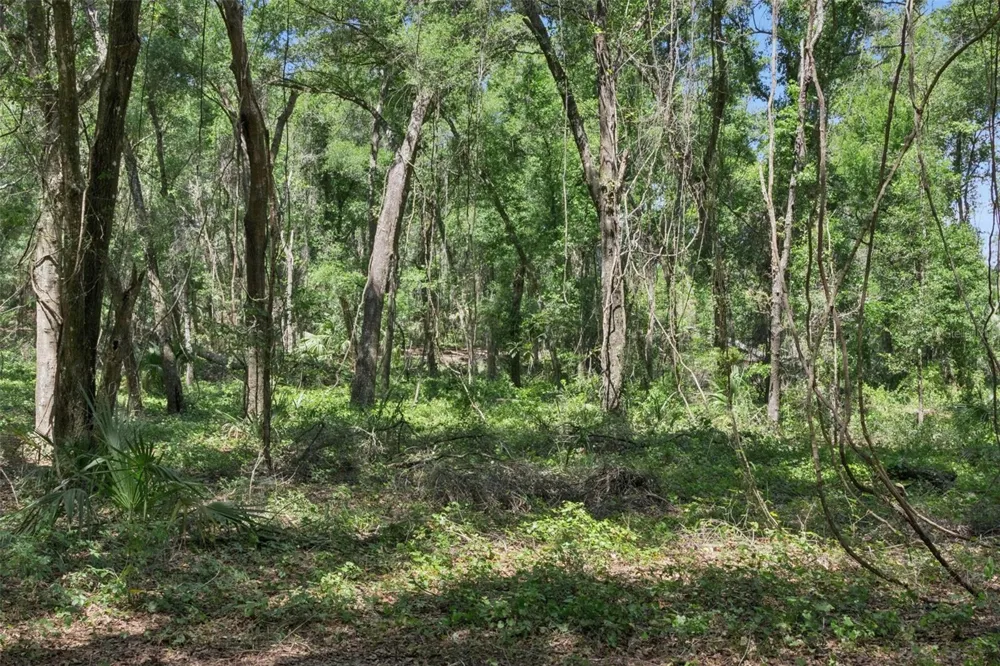 0000 BERTSVILLE ROAD & GRIFFIN VIEW DRIVE Lady Lake, FL 32159