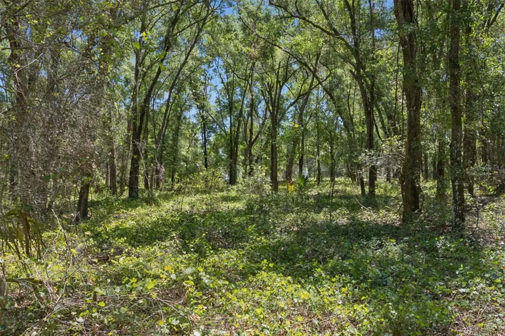 0000 BERTSVILLE ROAD & GRIFFIN VIEW DRIVE Lady Lake, FL 32159