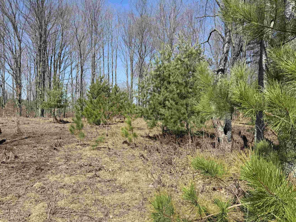 Landis Road Weldon Township, MI 49683