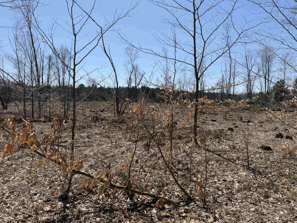 Landis Road Weldon Township, MI 49683