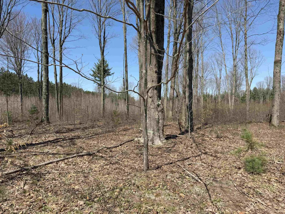 Landis Road Weldon Township, MI 49683