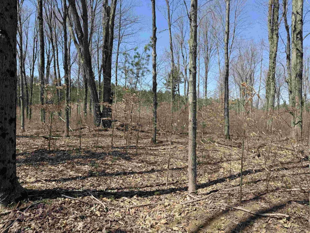 Landis Road Weldon Township, MI 49683