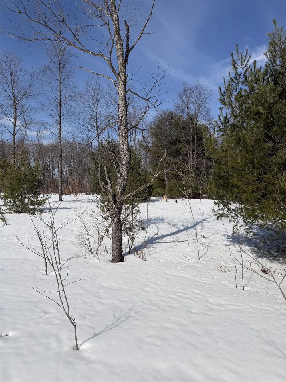 Landis Road Weldon Township, MI 49683