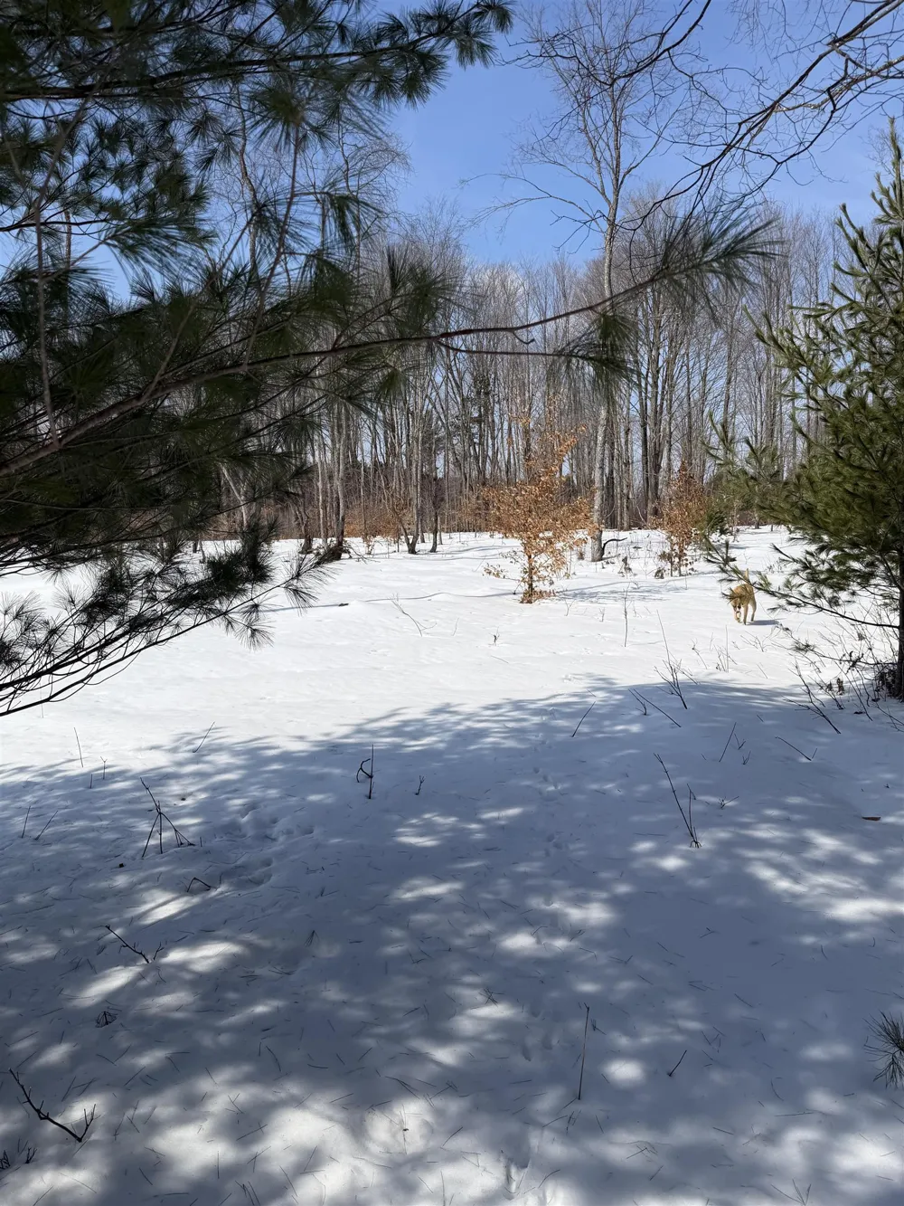 Landis Road Weldon Township, MI 49683