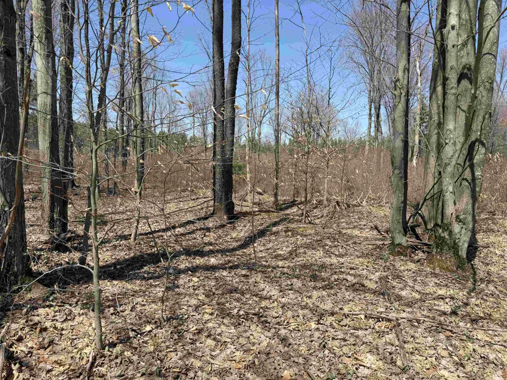 Landis Road Weldon Township, MI 49683