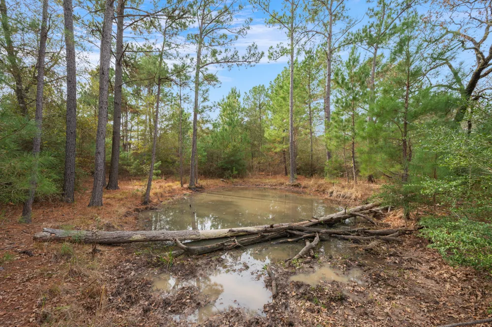Dickey Loop Huntsville, TX 77831