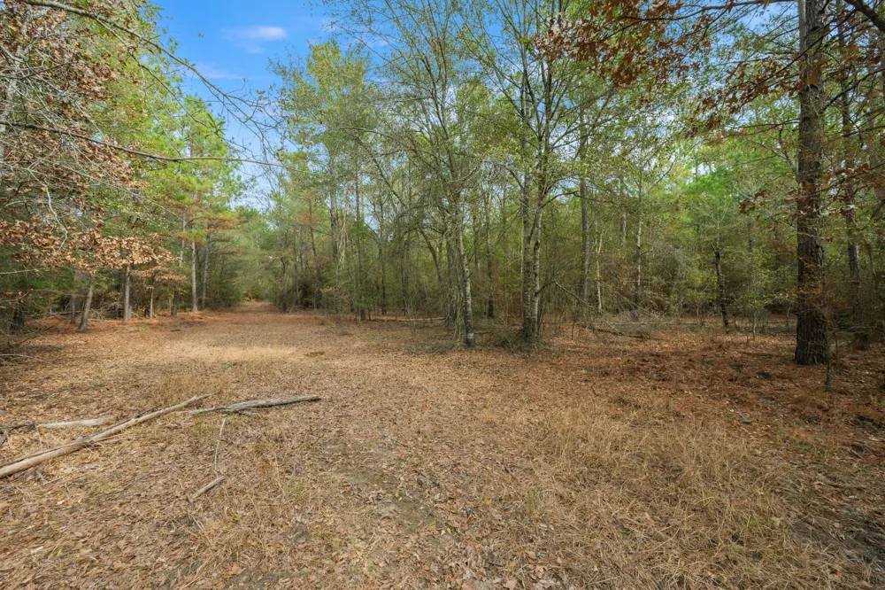 Dickey Loop Huntsville, TX 77831
