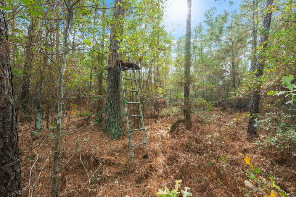 Dickey Loop Huntsville, TX 77831