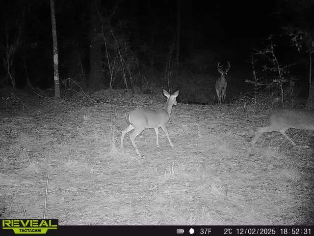 Dickey Loop Huntsville, TX 77831