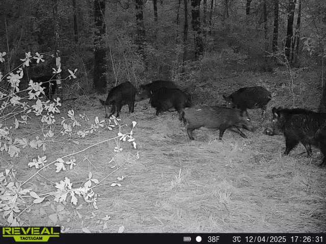 Dickey Loop Huntsville, TX 77831