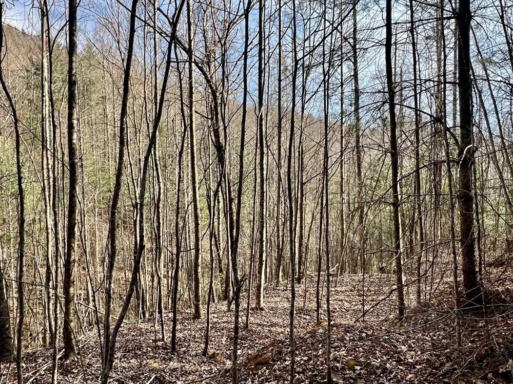 Garnet Road Sylva, NC 28779