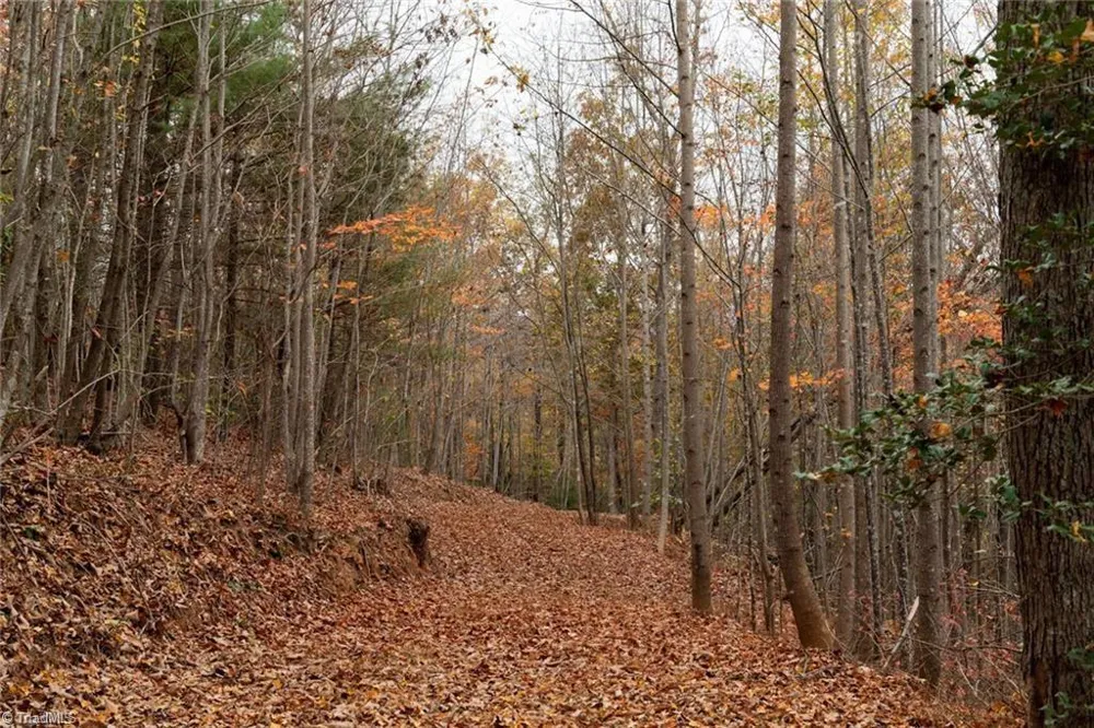 0 TBD US Highway 421 Ferguson, NC 28624
