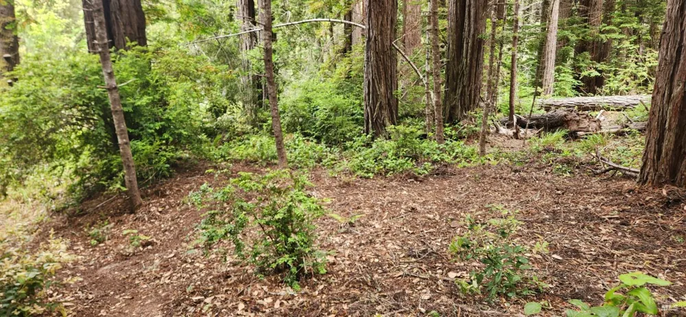 315 Chinquapin Lane The Sea Ranch, CA 95497