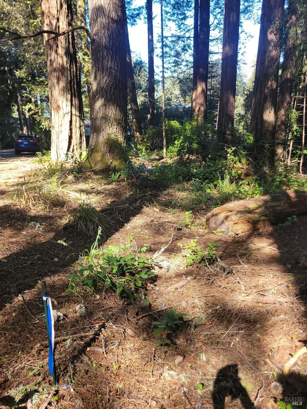 315 Chinquapin Lane The Sea Ranch, CA 95497