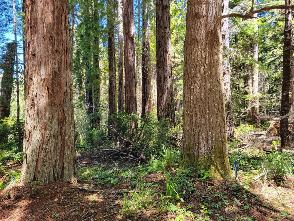 315 Chinquapin Lane The Sea Ranch, CA 95497