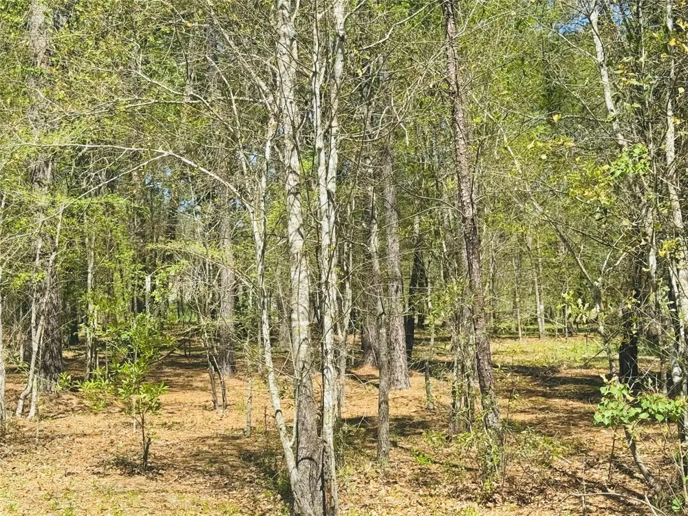 Creekbend Drive Plantersville, TX 77363