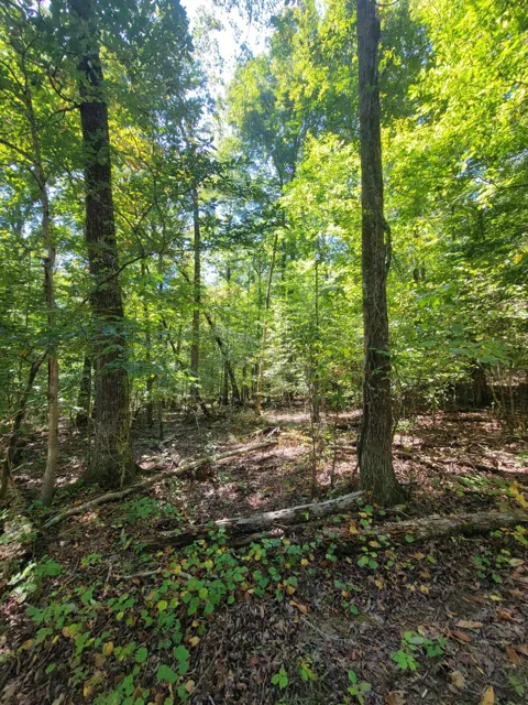Fire Tower Road