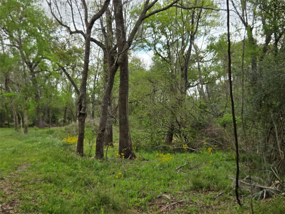 Kings Oak Drive Damon, TX 77430