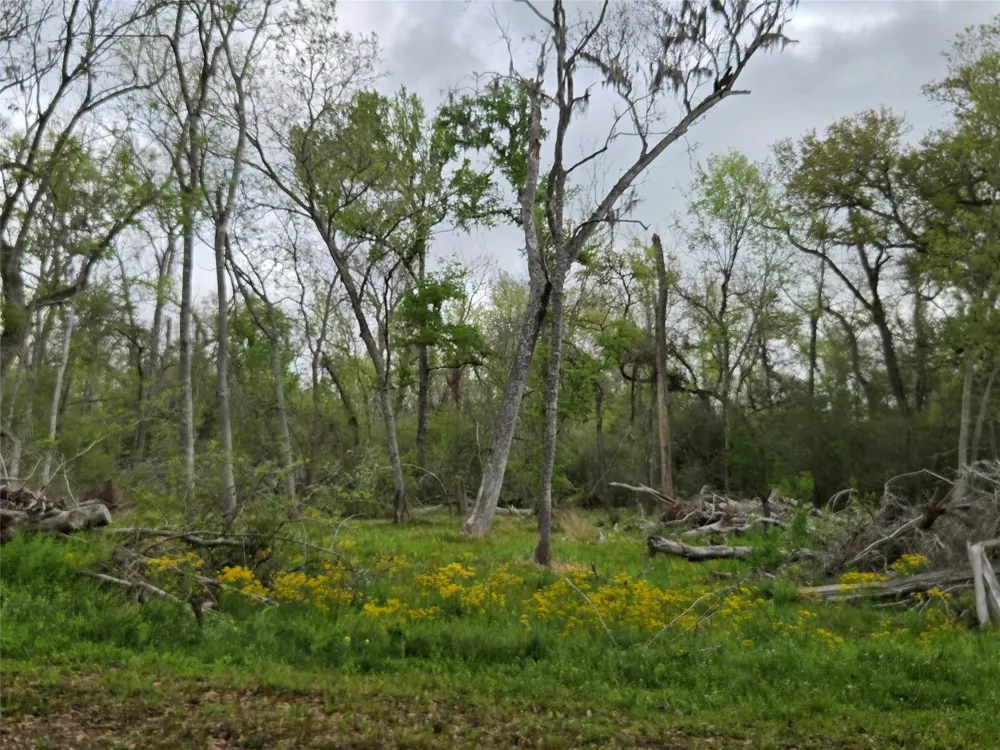 Kings Oak Drive Damon, TX 77430