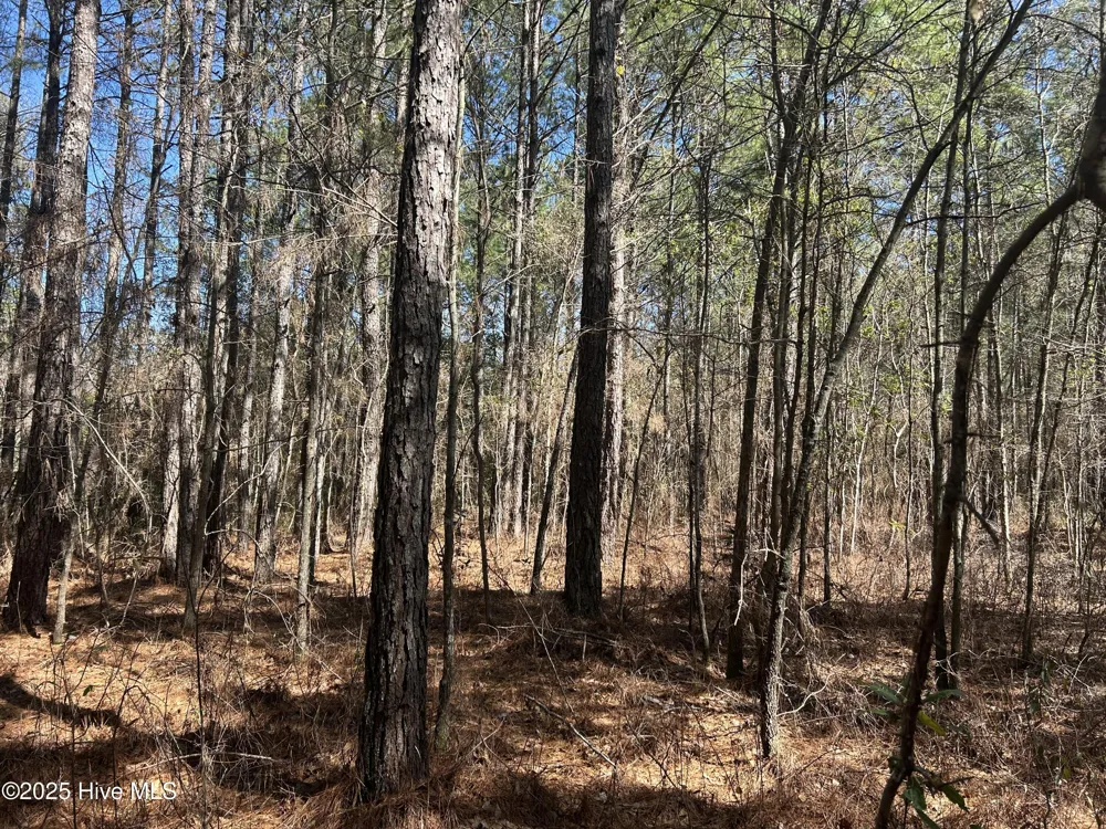 Tbd John Owen Road White Oak, NC 28399