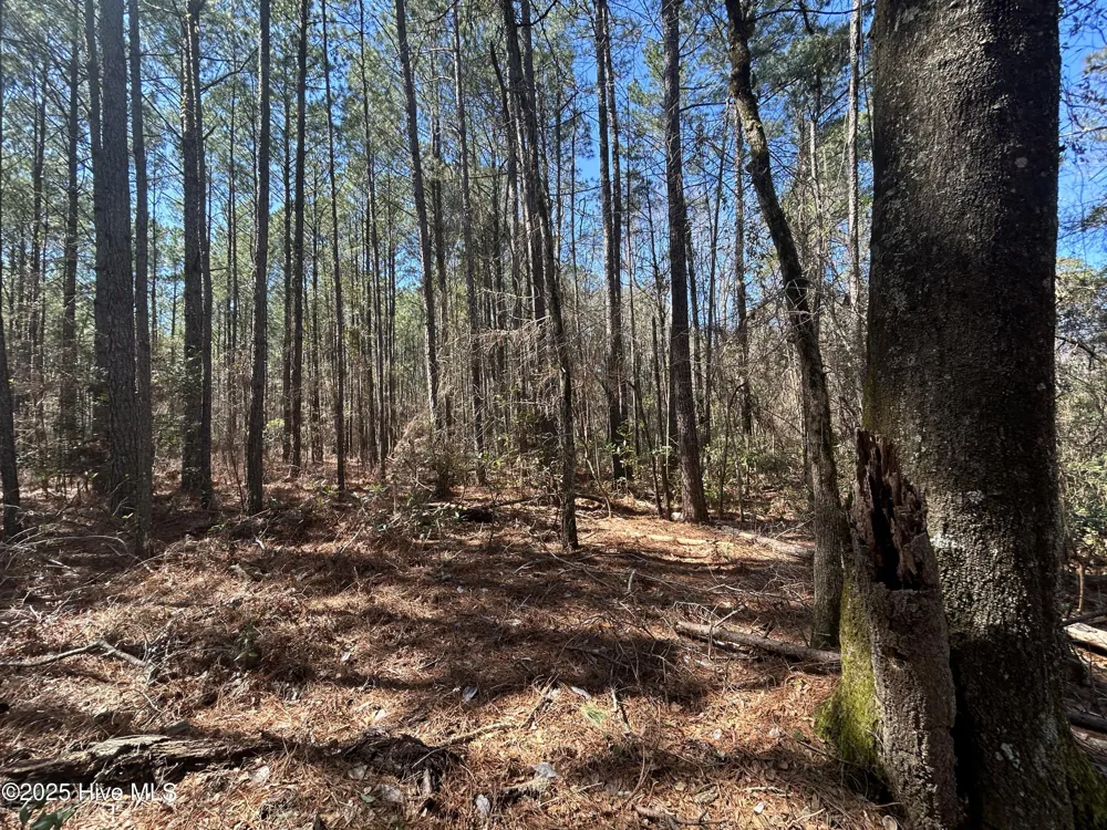 Tbd John Owen Road White Oak, NC 28399