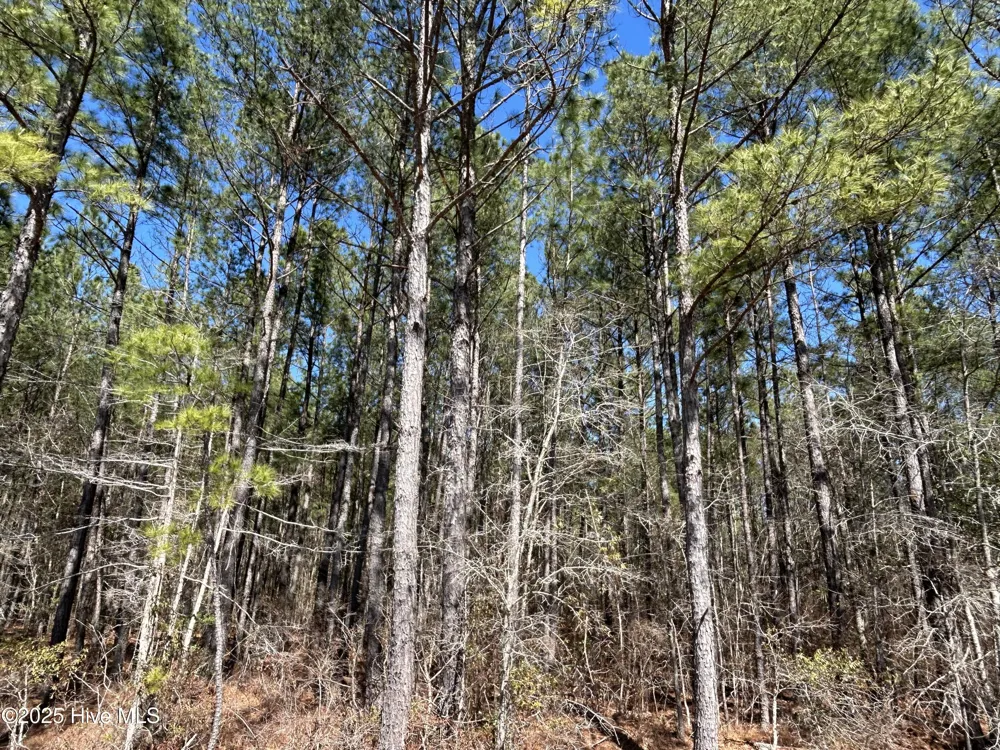 Tbd John Owen Road White Oak, NC 28399